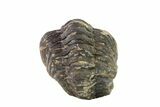 Bargain, Wide, Enrolled Austerops Trilobite - Morocco #156987-1